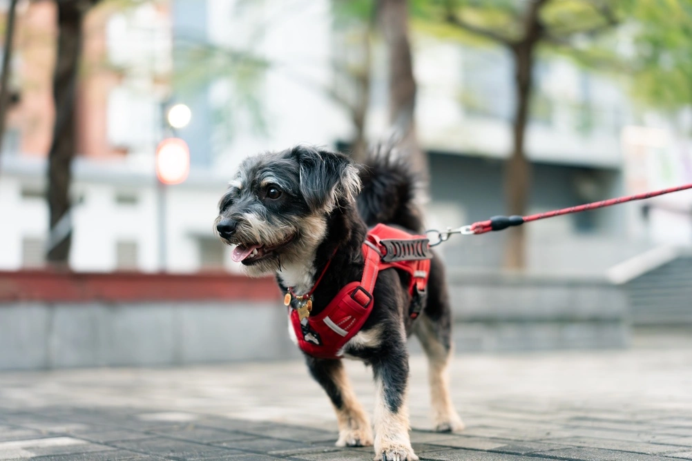 Harness leash visible